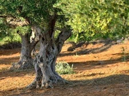 Several olive trees with thick trunks and green foliage in a grove setting. - Olive Oil Times