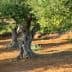 Several olive trees with thick trunks and green foliage in a grove setting. - Olive Oil Times