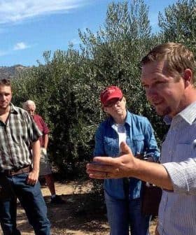A group of people gathered in an olive grove, with one person speaking to the others. - Olive Oil Times