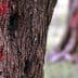 Close-up of a tree trunk with red markings visible on its surface. - Olive Oil Times