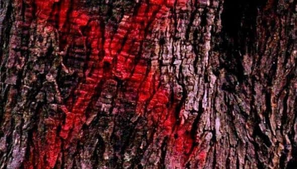 Close-up view of tree bark featuring red markings and natural texture. - Olive Oil Times
