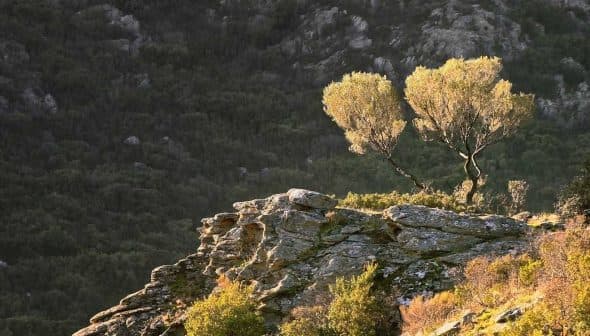 A solitary tree growing on a rocky outcrop with surrounding greenery in the background. - Olive Oil Times
