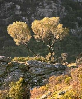 Two trees with golden foliage growing on rocky terrain in a natural landscape. - Olive Oil Times