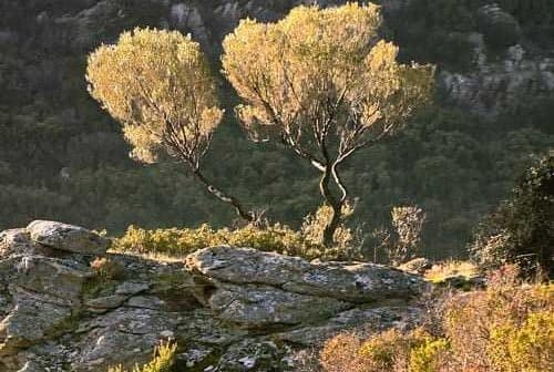 Two trees with golden foliage growing on rocky terrain in a natural landscape. - Olive Oil Times