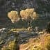 Two trees with golden foliage growing on rocky terrain in a natural landscape. - Olive Oil Times