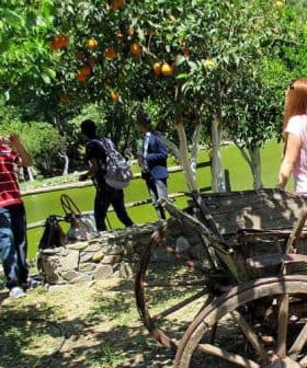 Wooden cart in a garden with orange trees and visitors taking photos nearby. - Olive Oil Times