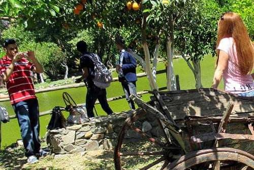 Wooden cart in a garden with orange trees and visitors taking photos nearby. - Olive Oil Times