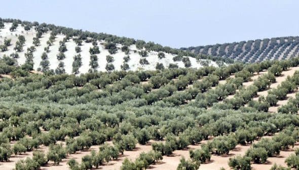 Expansive olive grove with rows of olive trees on rolling hills in Andalusia. - Olive Oil Times