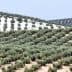 Expansive olive grove with rows of olive trees on rolling hills in Andalusia. - Olive Oil Times