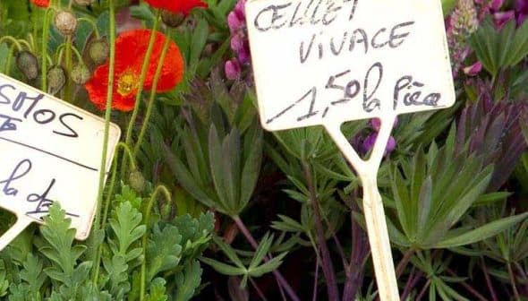 A variety of flowers displayed in a market setting with price tags indicating cost. - Olive Oil Times