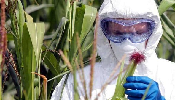Scientist wearing protective clothing and goggles inspecting a corn plant in a field. - Olive Oil Times