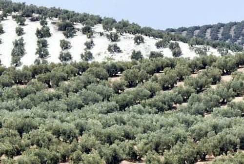 Expansive olive grove with rows of olive trees on rolling hills under a clear sky. - Olive Oil Times