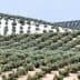 Expansive olive grove with rows of olive trees on rolling hills under a clear sky. - Olive Oil Times