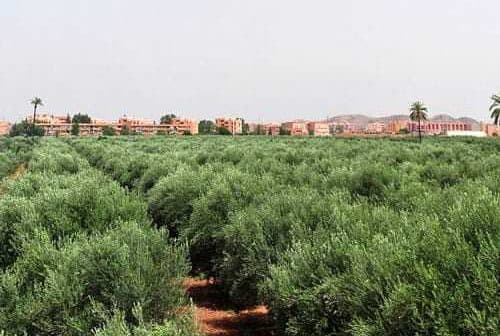Lush olive trees growing in a field with a distant view of buildings and hills. - Olive Oil Times