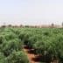 Lush olive trees growing in a field with a distant view of buildings and hills. - Olive Oil Times