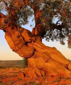 A gnarled olive tree with a thick trunk and branches extending outward against a clear sky. - Olive Oil Times
