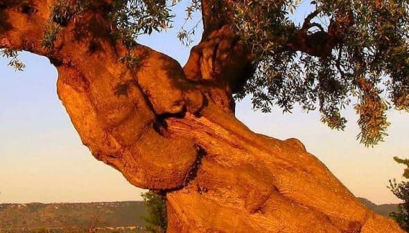 A gnarled olive tree with a thick trunk and branches extending outward against a clear sky. - Olive Oil Times
