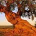 A gnarled olive tree with a thick trunk and branches extending outward against a clear sky. - Olive Oil Times