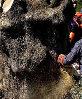 Worker using a chainsaw to cut down a large tree in an olive grove with other workers in the background. - Olive Oil Times