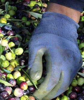 A gloved hand sorting through a mixture of green and black olives on a surface. - Olive Oil Times
