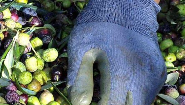 A gloved hand sorting through a mixture of green and black olives on a surface. - Olive Oil Times
