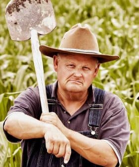 A man wearing a hat and overalls holding a shovel in a cornfield. - Olive Oil Times