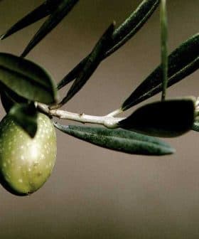 A single green olive hanging from an olive tree branch with leaves. - Olive Oil Times