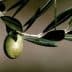 A single green olive hanging from an olive tree branch with leaves. - Olive Oil Times