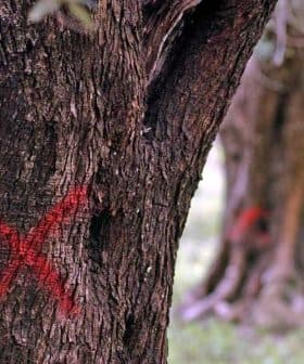 Close-up of a tree trunk showing a red 'X' marking on its surface. - Olive Oil Times