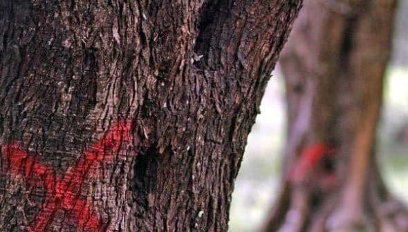 Close-up of a tree trunk showing a red 'X' marking on its surface. - Olive Oil Times
