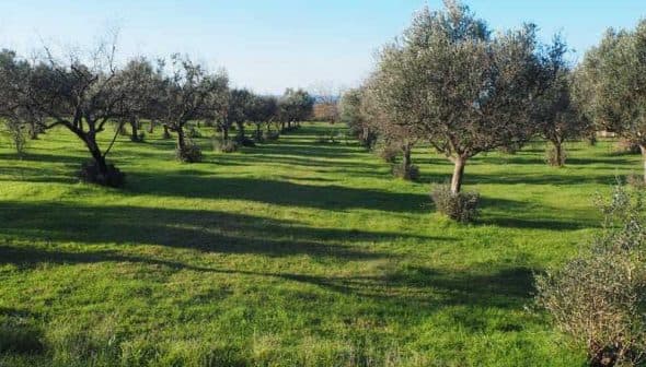 A row of olive trees in a green grassy field under a clear blue sky. - Olive Oil Times