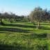 A row of olive trees in a green grassy field under a clear blue sky. - Olive Oil Times