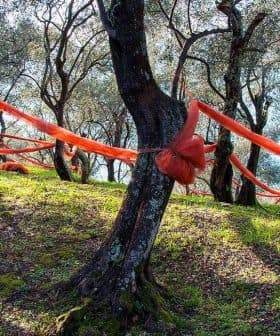 Olive trees with bright orange nets wrapped around their trunks in a grove. - Olive Oil Times