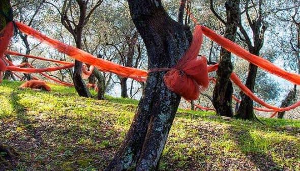 Olive trees with bright orange nets wrapped around their trunks in a grove. - Olive Oil Times