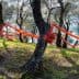 Olive trees with bright orange nets wrapped around their trunks in a grove. - Olive Oil Times
