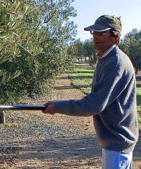 A man using a tool to harvest olives from a tree in an olive grove. - Olive Oil Times
