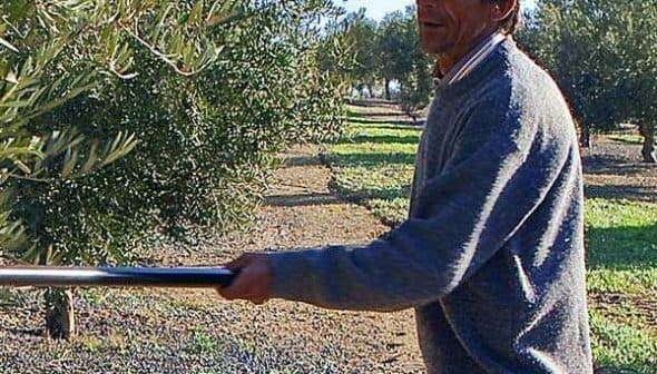 A man using a tool to harvest olives from a tree in an olive grove. - Olive Oil Times