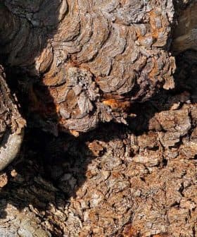 Close-up view of textured tree bark showing intricate patterns and natural colors. - Olive Oil Times