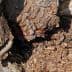 Close-up view of textured tree bark showing intricate patterns and natural colors. - Olive Oil Times