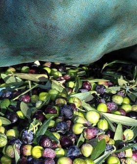 Hands wearing gloves gathering olives from a green tarp during the harvesting process. - Olive Oil Times