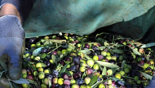 Hands wearing gloves gathering olives from a green tarp during the harvesting process. - Olive Oil Times