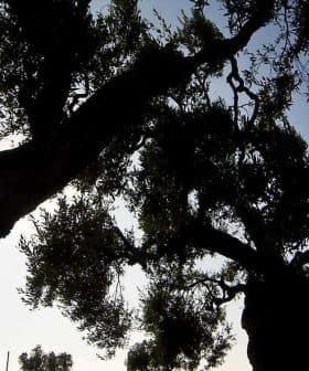 Silhouetted olive trees with a clear sky in the background, showcasing their distinct shapes and foliage. - Olive Oil Times