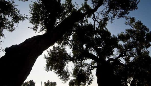 Silhouetted olive trees with a clear sky in the background, showcasing their distinct shapes and foliage. - Olive Oil Times