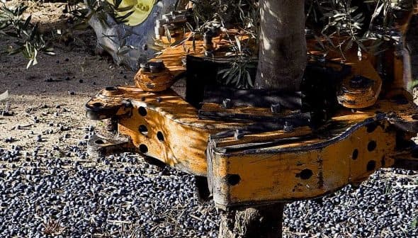 Close-up of an olive harvesting machine with olives on the ground beneath it. - Olive Oil Times