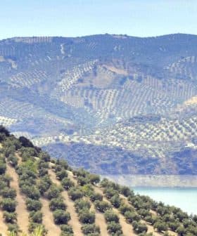Expansive view of olive groves and rolling hills in Jaén, Spain, with a body of water in the foreground. - Olive Oil Times