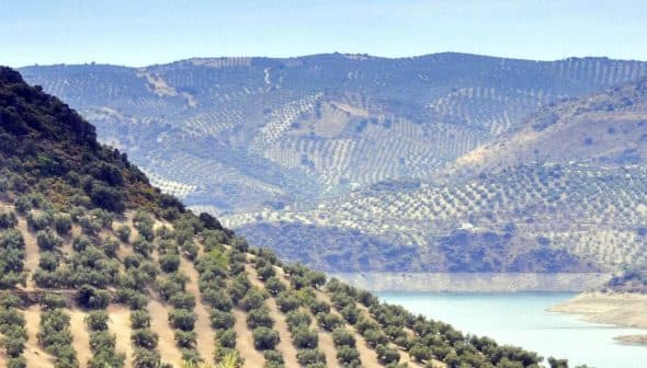 Expansive view of olive groves and rolling hills in Jaén, Spain, with a body of water in the foreground. - Olive Oil Times