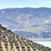 Expansive view of olive groves and rolling hills in Jaén, Spain, with a body of water in the foreground. - Olive Oil Times