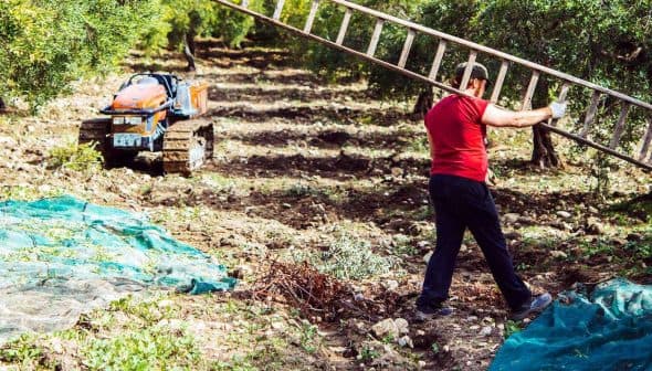 A person carrying a ladder in an olive grove during the harvesting process. - Olive Oil Times