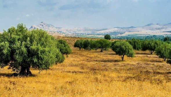 A landscape featuring several olive trees in a grassy field under a cloudy sky. - Olive Oil Times