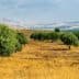 A landscape featuring several olive trees in a grassy field under a cloudy sky. - Olive Oil Times
